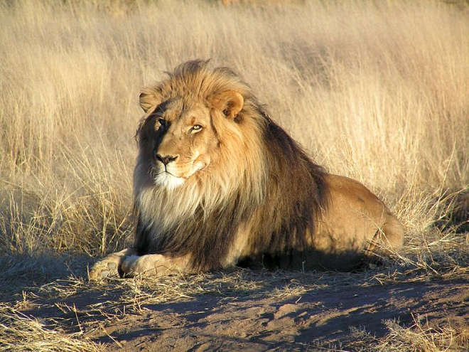 park-narodowy-ttosha-010-wikipedia-800px-Lion_waiting_in_Namibia