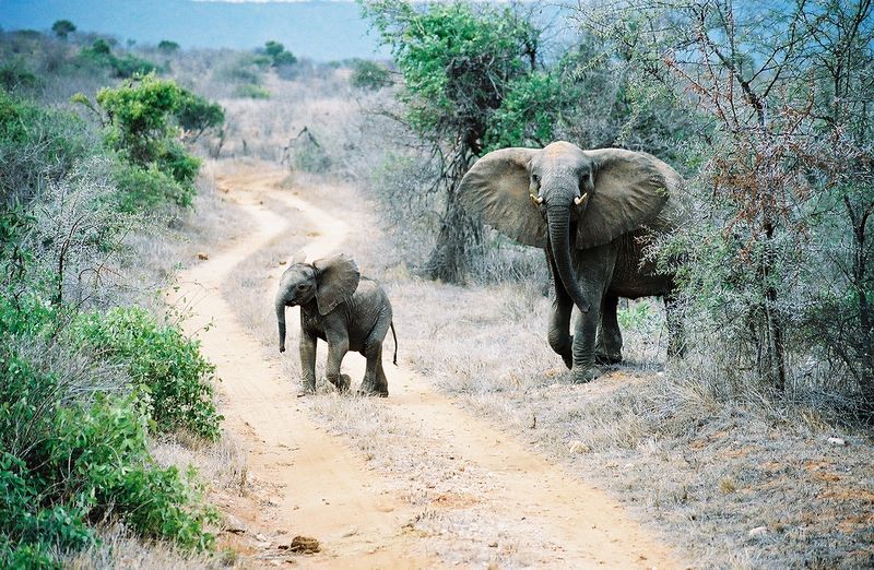 Park Narodowy Tsavo