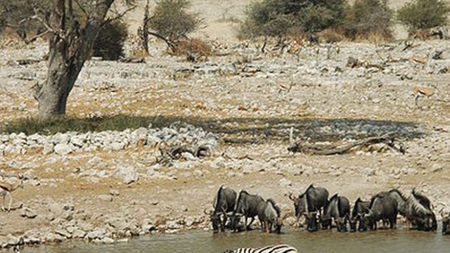 park-narodowy-ttosha-001-wikipedia-398px-Namibie_Etosha_Zebre_06