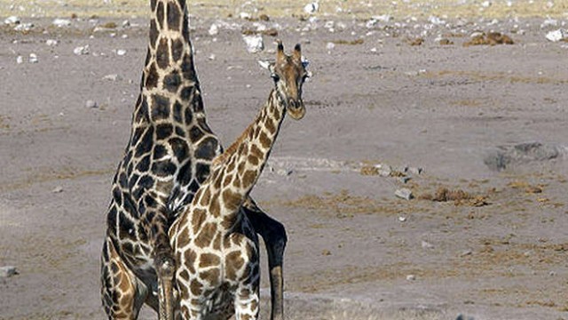park-narodowy-ttosha-002-wikipedia-449px-Giraffa_camelopardalis_angolensis_(mating)