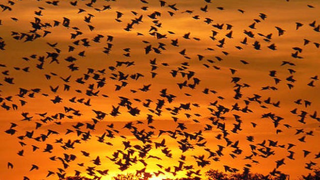 park-narodowy-ttosha-003-wikipedia-450px-Etosha_sunset
