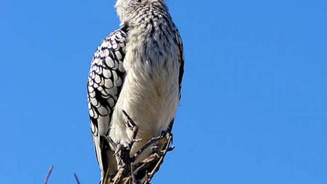 park-narodowy-ttosha-004-wikipedia-450px-Tockus_leucomelas_1