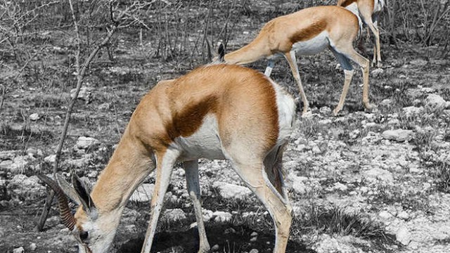 park-narodowy-ttosha-005-wikipedia-600px-Etosha_Springbock