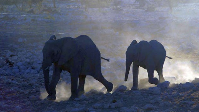 park-narodowy-ttosha-007-wikipedia-799px-Loxodonta_africana_(Rush_for_the_water)