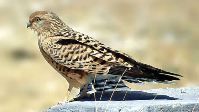 park-narodowy-ttosha-008-wikipedia-800px-Greater_Kestrel_Namibia