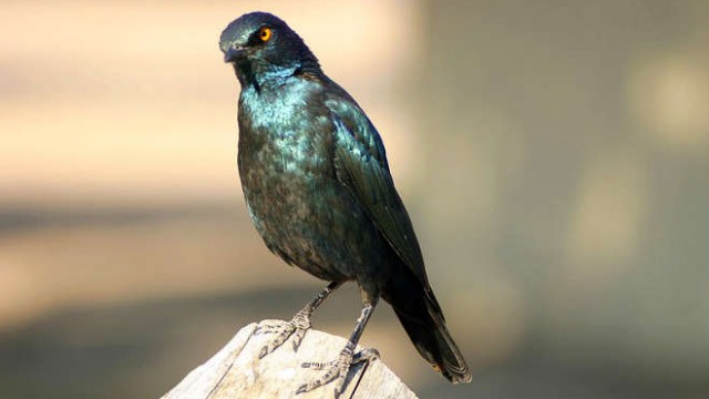 park-narodowy-ttosha-009-wikipedia-800px-Lamprotornis_nitens_5