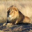 park-narodowy-ttosha-010-wikipedia-800px-Lion_waiting_in_Namibia Park Narodowy Etosha