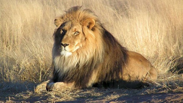 park-narodowy-ttosha-010-wikipedia-800px-Lion_waiting_in_Namibia