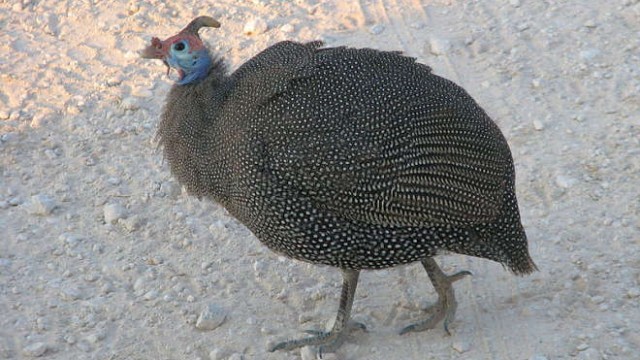 park-narodowy-ttosha-012-wikipedia-800px-Numida_meleagris_-Etosha_National_Park,_Namibia-8_(1)
