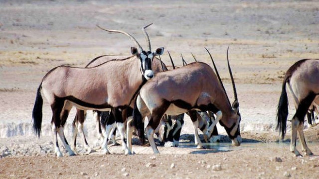 park-narodowy-ttosha-014-wikipedia-800px-Oryxes_at_etosha_national_park