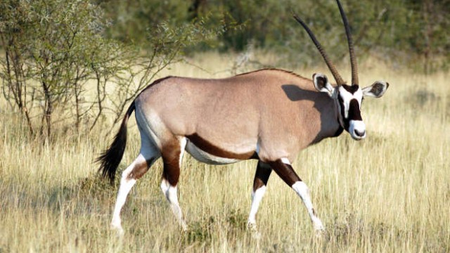 park-narodowy-ttosha-015-wikipedia-800px-Oryx_gazella_-Etosha_National_Park,_Namibia-8