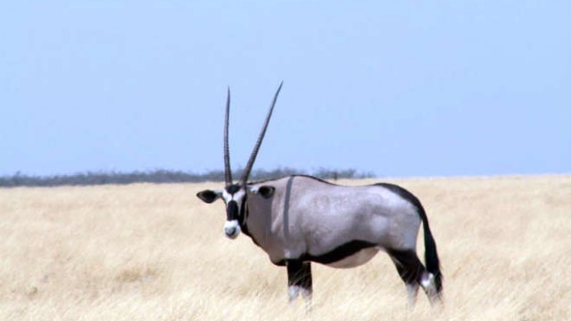 park-narodowy-ttosha-016-wikipedia-800px-Spießbock_(Oryx_gazella)_PICT0621