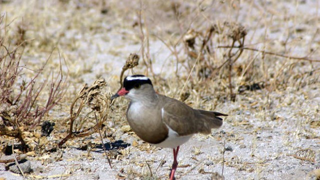 park-narodowy-ttosha-018-wikipedia-800px-Vanellus_coronatus