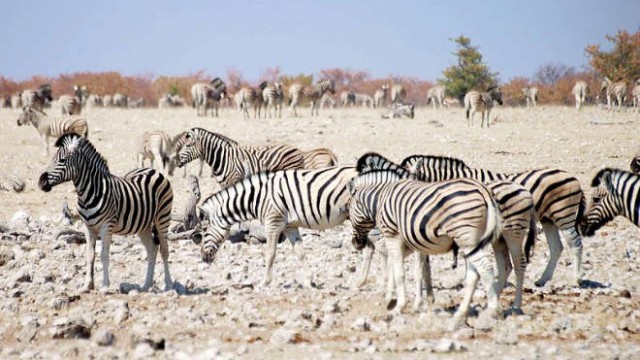 park-narodowy-ttosha-019-wikipedia-800px-Zebras_at_etosha_national_park