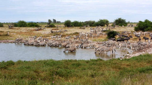 park-narodowy-ttosha-020-wikipedia-800px-Zebras_wasserloch_okaukuejo