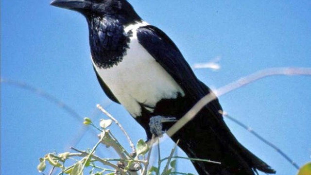park-narodowy-ttosha-021-wikipedia-Pied_Crow-2