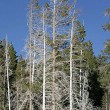 Park Narodowy Yellowstone