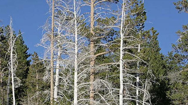 park-narodowy-yellowstone-003-wikipedia-400px-Yellowstone_Trees