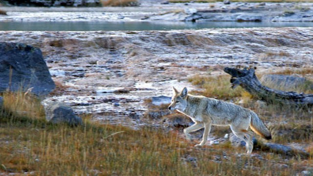 park-narodowy-yellowstone-009-wikipedia-800px-Coyote_Yellowstone