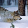 Park Narodowy Yellowstone