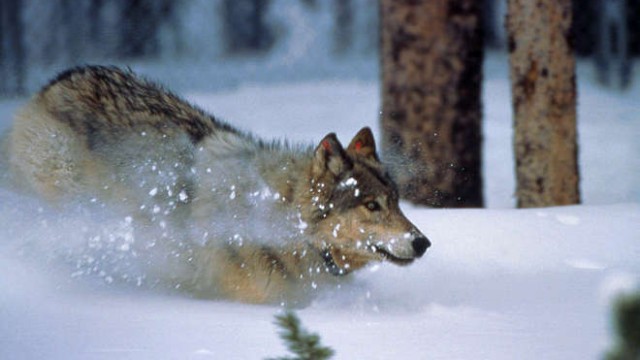 park-narodowy-yellowstone-013-wikipedia-800px-WolfRunningInSnow