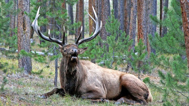 park-narodowy-yellowstone-016-wikipedia-800px-Yellowstone_Elk