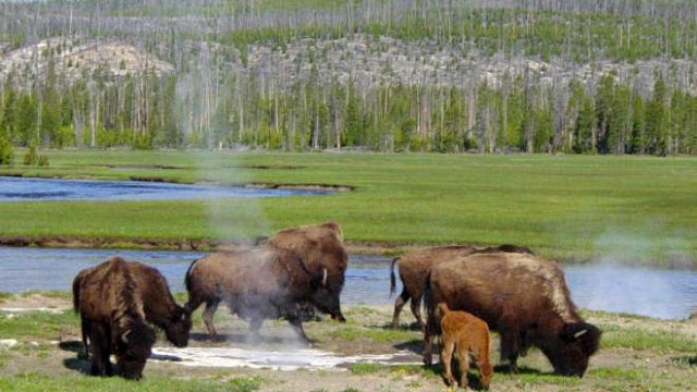 park-narodowy-yellowstone-017-wikipedia-Bison_near_a_hot_spring_in_Yellowstone-750px