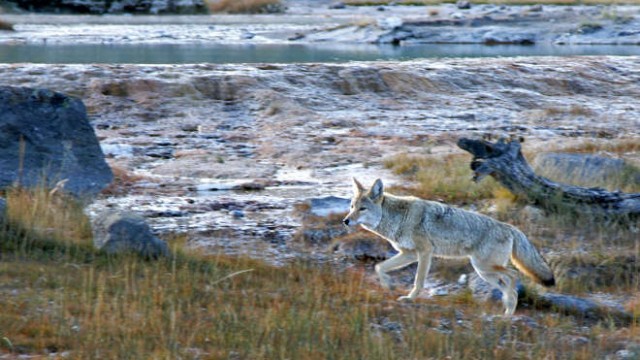 park-narodowy-yellowstone-018-wikipedia-Coyote_Yellowstone