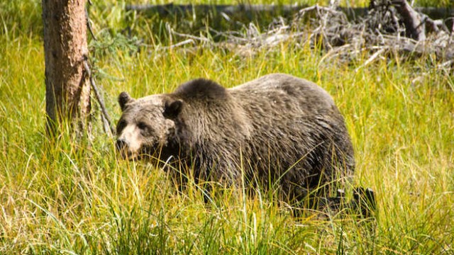 park-narodowy-yellowstone-019-wikipedia-Yellowstone-np-bear