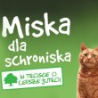 Pełna miska dla schroniska